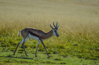 Güney Afrika'nın Izole springbok ulusal hayvan Portresi