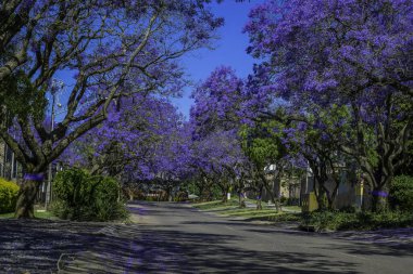 Pretoria 'da çiçek açmış canlı mor jakaranda ağaçlarıyla dolu pitoresk bir cadde.