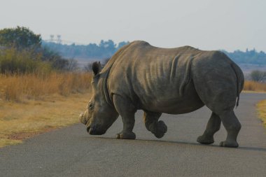 Rietvlei doğasındaki Beyaz Gergedan Güney Afrika 'yı koruyor