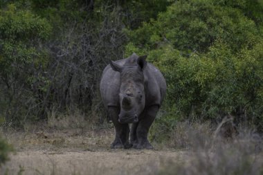 Kruger Ulusal Parkı Güney Afrika 'da doğal yaşam formunu görmek için bir rüya ve otantik safari deneyimi.