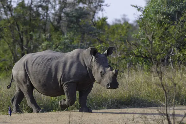 Kruger Ulusal Parkı 'nda Beyaz Gergedan Güney Afrika