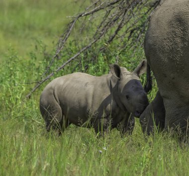 Pilanesberg Güney Afrika 'da safari sırasında tatlı bebek gergedan ya da gergedan.