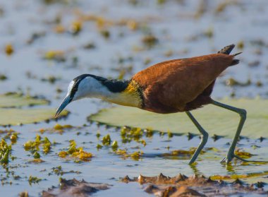 African Jacana - Actophilornis africanus is a wader bird taken in a South African nature reserve