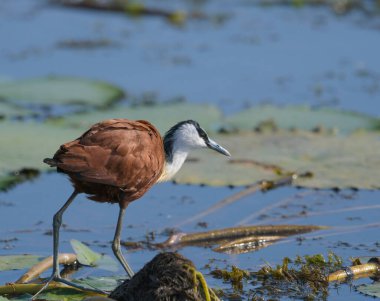 African Jacana - Actophilornis africanus is a wader bird taken in a South African nature reserve