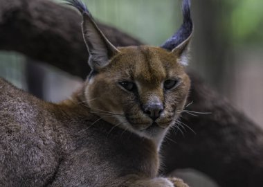 Karakter ya da Afrika altın kedisi kulakları ile bir hayvanat bahçesinden alınan çöl vaşağı olarak da adlandırılır.