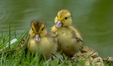 Güney Afrika 'da bir çiftlikteki gölette ördek yavrusu.