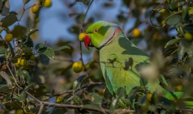 Bharatpur kuş barınağı ya da Rajasthan 'daki Keoladeo Gana Milli Parkı, bir kuş cenneti.