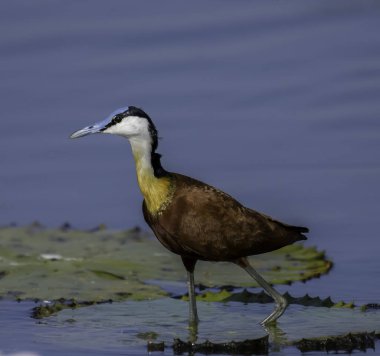 African Jacana - Actophilornis africanus is a wader bird taken in a South African nature reserve