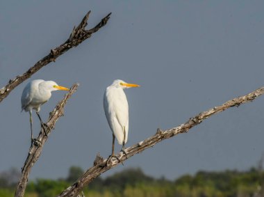 Cattle egret in Dinokeng nature reserve