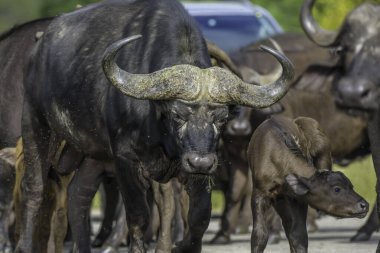 Buffalo 'nun beş büyük sürüsü Kruger Ulusal Parkı Güney Afrika