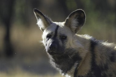 The African wild dog (Lycaon pictus), also called painted dog and Cape hunting dog in an african national park