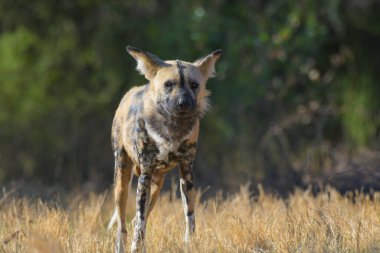 The African wild dog (Lycaon pictus), also called painted dog and Cape hunting dog in an african national park