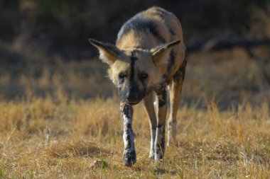 The African wild dog (Lycaon pictus), also called painted dog and Cape hunting dog in an african national park