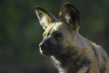 The African wild dog (Lycaon pictus), also called painted dog and Cape hunting dog in an african national park