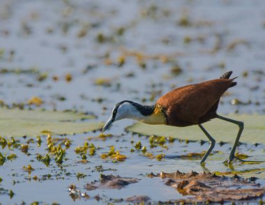African Jacana - Actophilornis africanus is a wader bird taken in a South African nature reserve