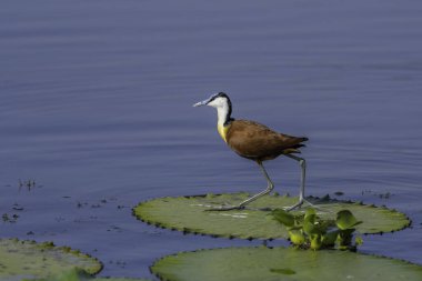 African Jacana - Actophilornis africanus is a wader bird taken in a South African nature reserve