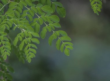 Moringa yaprağı süper bir yiyecek ve sağlıklı alternatif tıp.