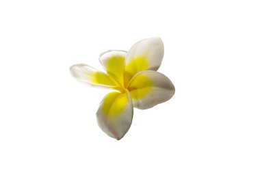 beautiful White Frangipani blossoms or Plumeria isolated on white background