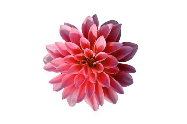 Beyaz portre izole pembe dahlia çiçeği