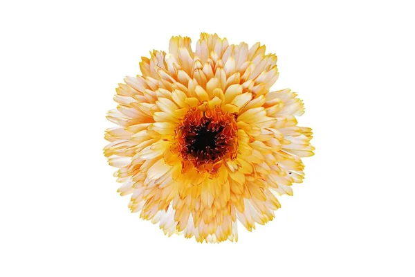 Üst Manzara Güzel Turuncu Gerbera Papatya Çiçeği Açan Görüntü — Stok fotoğraf