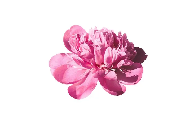 Ροζ Λουλούδι Που Απομονώνεται Λευκό Φόντο Εικόνα — Φωτογραφία Αρχείου