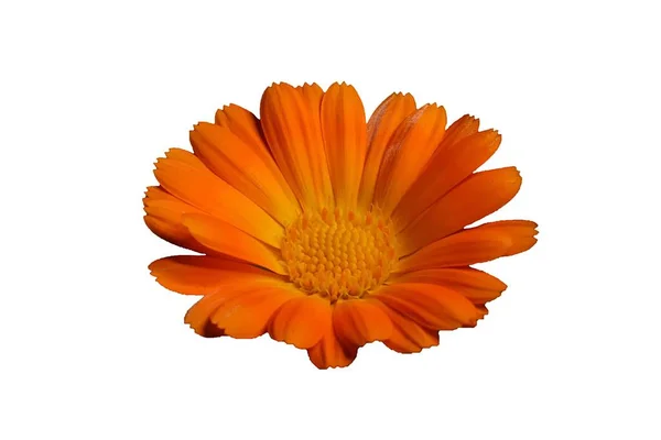 Bunga Oranye Diisolasi Pada Latar Belakang Putih — Stok Foto