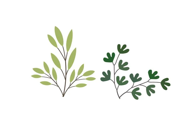 Ботанічні Ілюстрації Ботанічна Кліпа Набір Зелених Гілок Квітковий Трав Яний — стокове фото