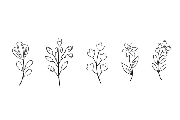 Conjunto Elementos Desenhados Mão Plantas Ramos Folhas Sobre Fundo Branco — Fotografia de Stock