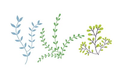 Botanik illüstrasyon elementlerini ayarla. Beyaz arkaplanda kart için çiçek süslemeleri