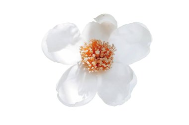  Beyaz arkaplanda izole edilmiş beyaz çiçek - resim 