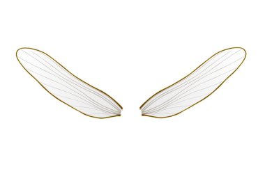 Beyaz arka planda izole edilmiş bir arı kanadı. resimleme tasarımı 