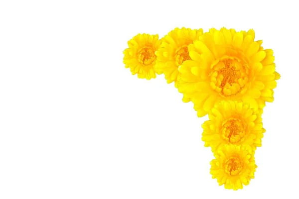 Gelbe Blume Rand Isoliert Auf Weißem Hintergrund Bild — Stockfoto