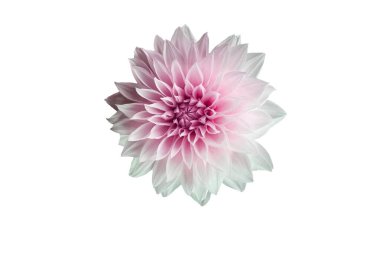 Beautiful flower on a white background  - image 