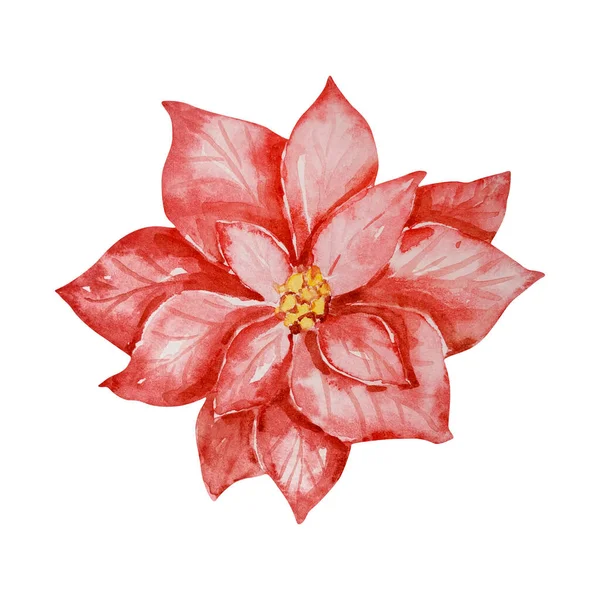 Acquerello Natale Rosso Poinsettia Design Invernale — Foto Stock