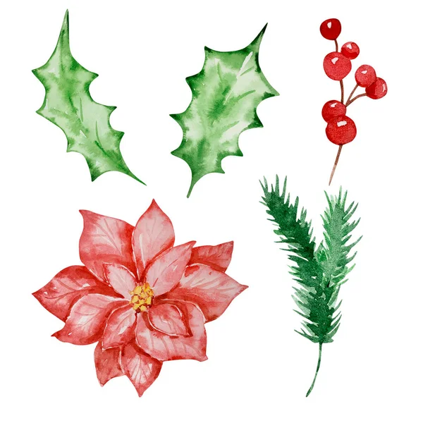 圣诞节设计用冬季花卉水彩画集 — 图库照片