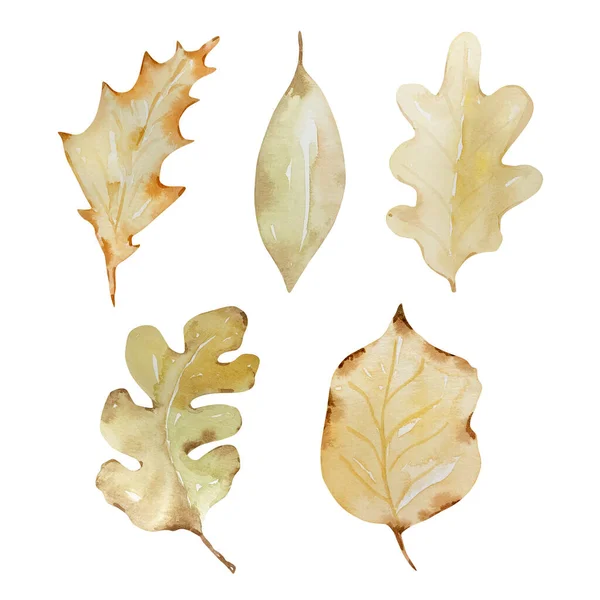 Díkůvzdání Akvarel Prvky Podzim Listy Izolované — Stock fotografie