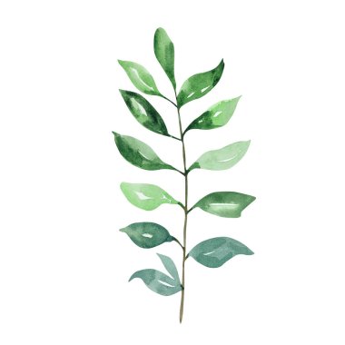 Modern Noel tasarımları için yaprakları olan geleneksel suluboya kış dalı