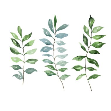 Modern Noel tasarımları için yaprakları olan geleneksel suluboya kış dalları