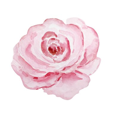 Watercolor delicate rose Valentine's Day, for festive design