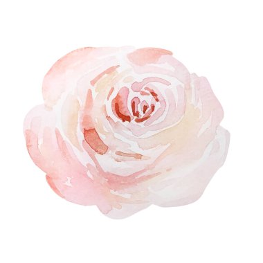 Watercolor pink tender rose, botanical decorative design for cards