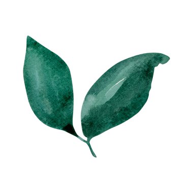 Watercolor delicate green leaves, botanical decorative design for postcards