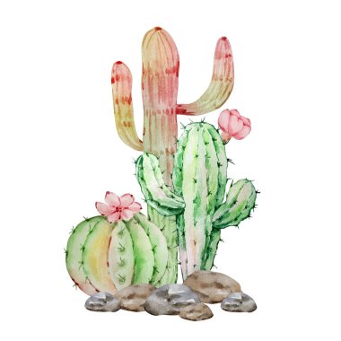 Watercolor illustration of cacti for design and print