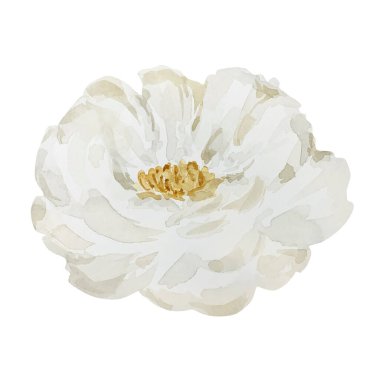 Watercolor white tender rose, botanical decorative design for postcards