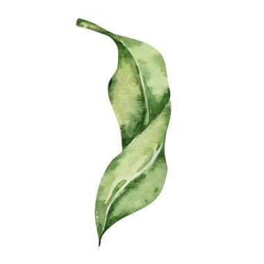 Watercolor green leaf of lemon tree for design and print