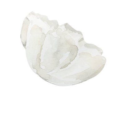 Watercolor white tender rose, botanical decorative design for postcards