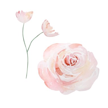 Watercolor pink tender roses, botanical decorative design for cards