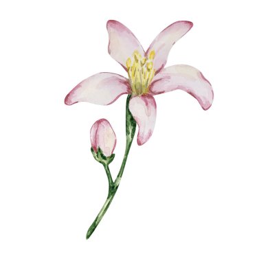 Watercolor delicate pink lemon flower for design and print