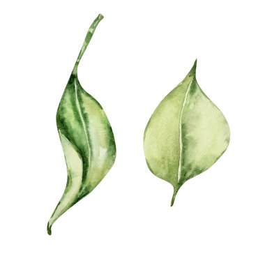 Watercolor set of leaves of juicy yellow mediterranean lemons, illustration for design