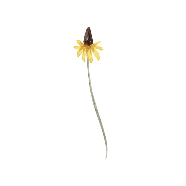Aquarell Wildblumen Zarte Botanische Illustrationen Für Designkarten Und Einladungen — Stockfoto