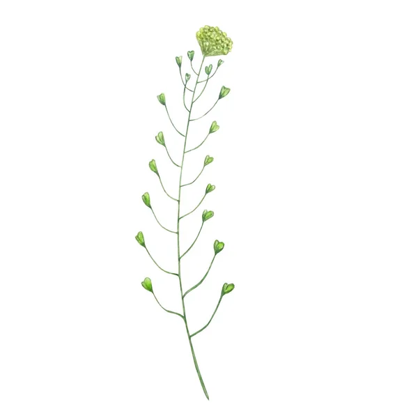 Akvarell Vildblommor Delikat Botanisk Illustration För Designkort Och Inbjudningar — Stockfoto
